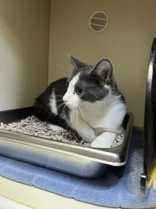 An adult small-sized female Domestic Short Hair cat named Mini for adoption in Fairfax, VA