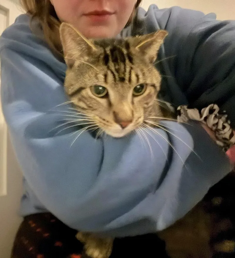 A young medium-sized male Brown / Chocolate Domestic Short Hair cat named Dax for adoption in Chicago, IL