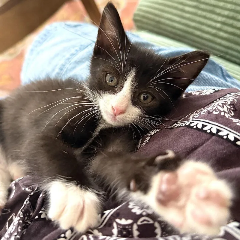 A baby small-sized male Black Domestic Short Hair cat named Mort for adoption in Jacksonville, FL