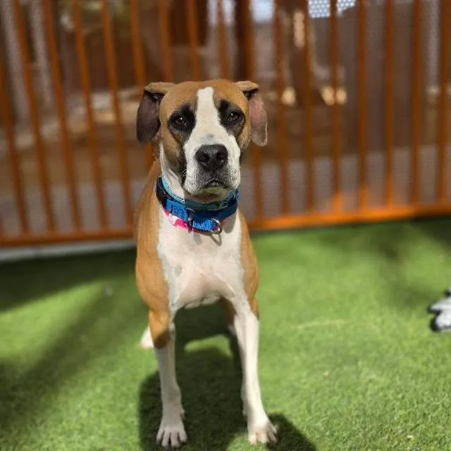 A young medium-sized female Pit Bull Terrier dog named Dancer for adoption in Las Vegas, NV