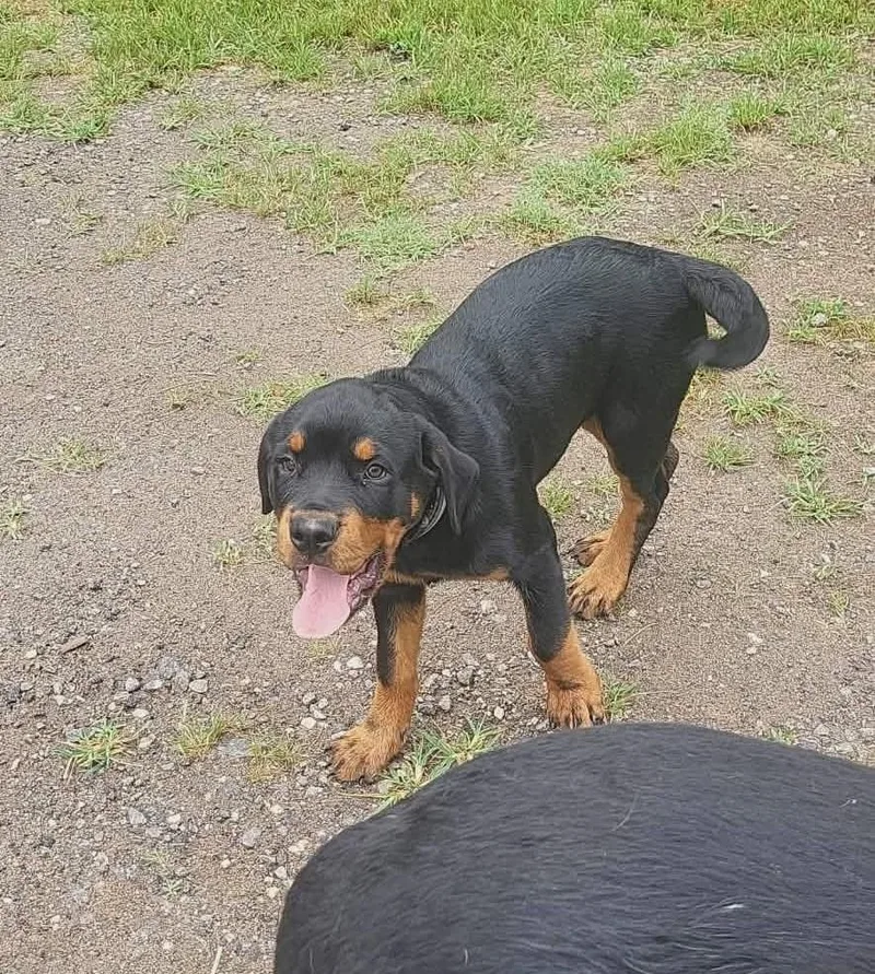 A baby large-sized male Black Rottweiler dog named Hans for adoption in Chapel Hill, NC