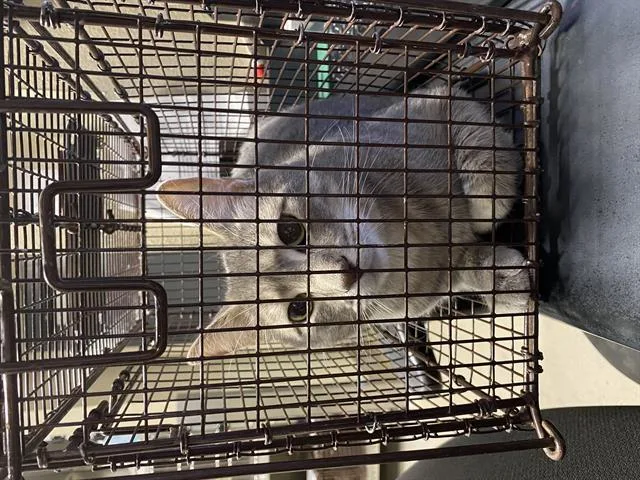 An adult medium-sized male Domestic Short Hair cat named Peter for adoption in Modesto, CA