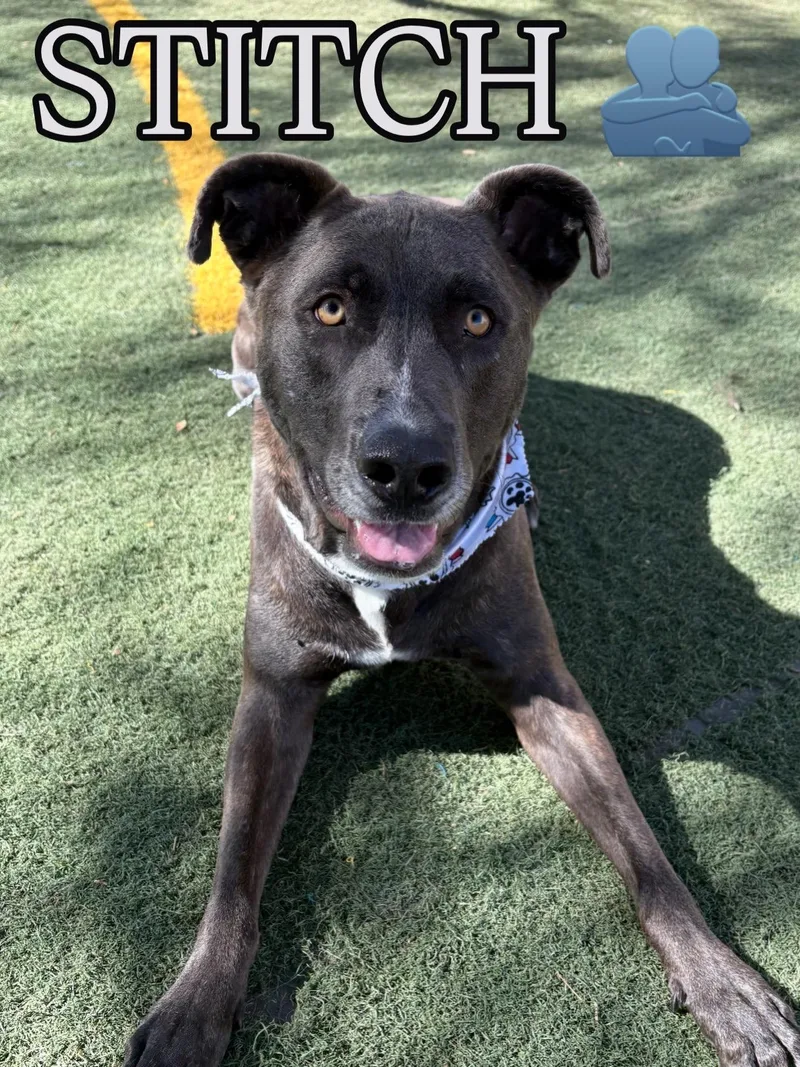 Stitch