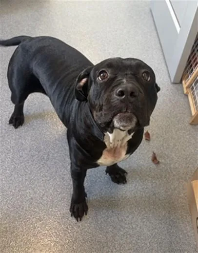 An adult medium-sized female Pit Bull Terrier dog named Liv for adoption in Toledo, OH