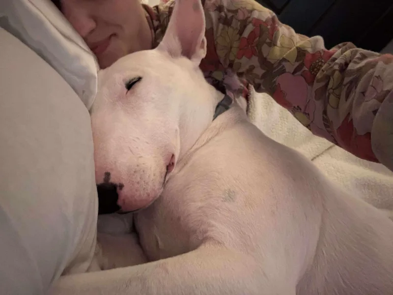 An adult large-sized male Bull Terrier dog named Milo for adoption in New York, NY