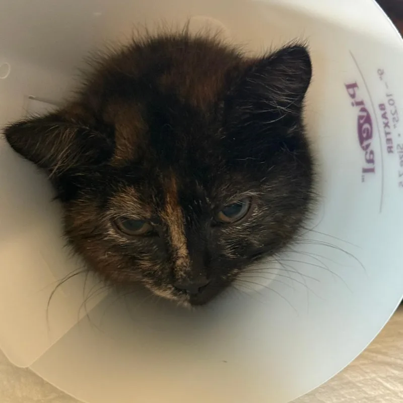 A baby small-sized female Tortoiseshell Domestic Short Hair cat named Stuffie for adoption in Leander, TX