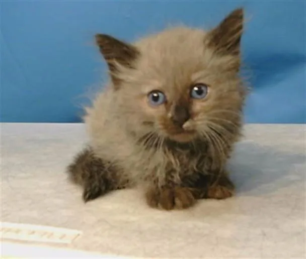 A baby small-sized female Domestic Medium Hair cat named A for adoption in Gardena, CA