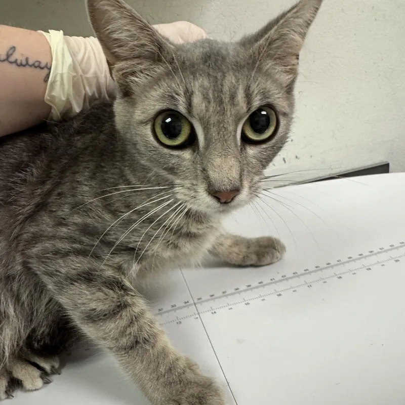A young medium-sized female Gray / Blue / Silver Domestic Medium Hair cat named Neptune for adoption in Charleston, WV