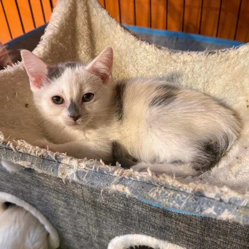 A baby small-sized male Gray / Blue / Silver Domestic Short Hair cat named Mayhem for adoption in Kansas City, MO