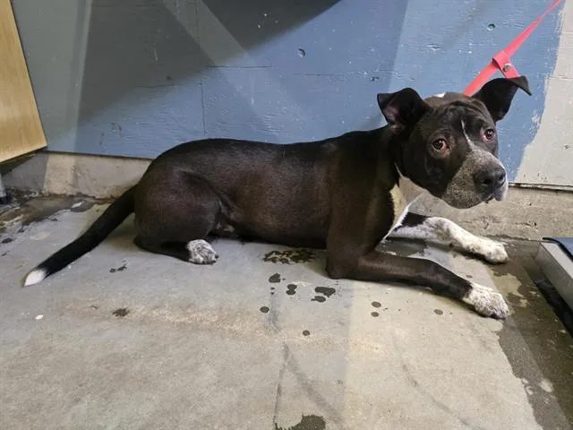 A young large-sized male Pit Bull Terrier dog named Masato for adoption in Camarillo, CA