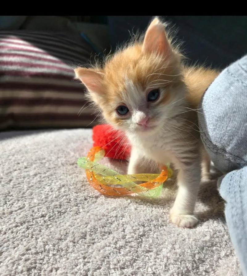 A baby small-sized male Domestic Medium Hair cat named Freddie for adoption in Long Beach, CA