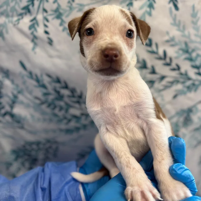 A baby small-sized male White / Cream German Shorthaired Pointer dog named Veggie sticks for adoption in San Antonio, TX