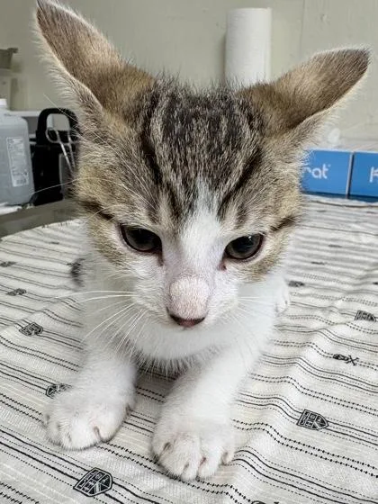 A young small-sized male Domestic Short Hair cat named Golden Eagle for adoption in San Antonio, TX