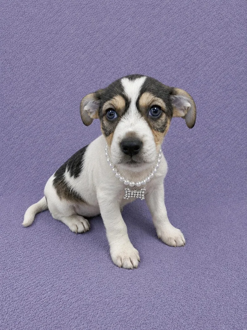 A baby small-sized female Tricolor (Brown, Black, & White) Beagle dog named Camille for adoption in Lodi, CA