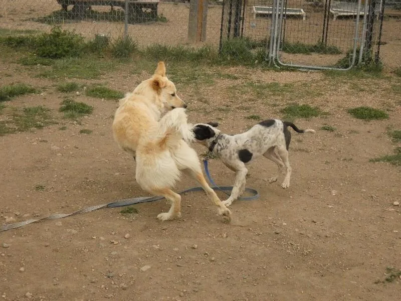 An adult medium-sized female Yellow / Tan / Blond / Fawn Retriever dog named Parsnip for adoption in Fort Collins, CO