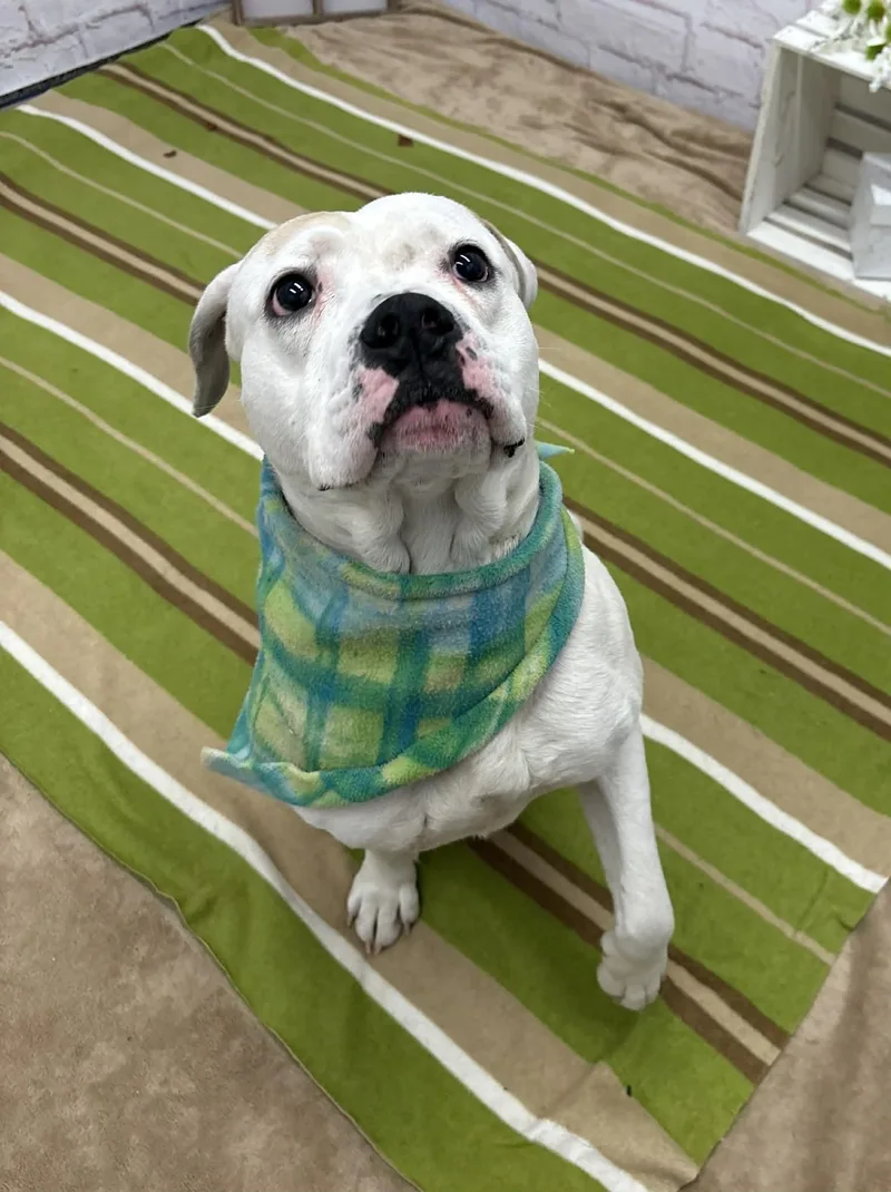 Finnigan thumbnail 4