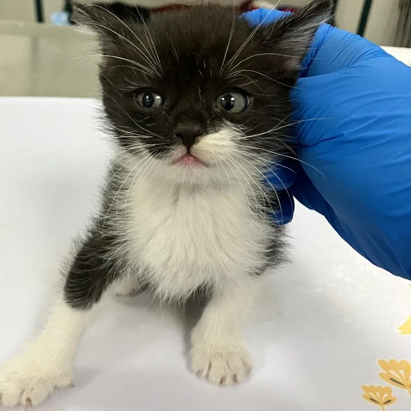 A baby small-sized male Black Domestic Short Hair cat named Hawk for adoption in Las Cruces, NM
