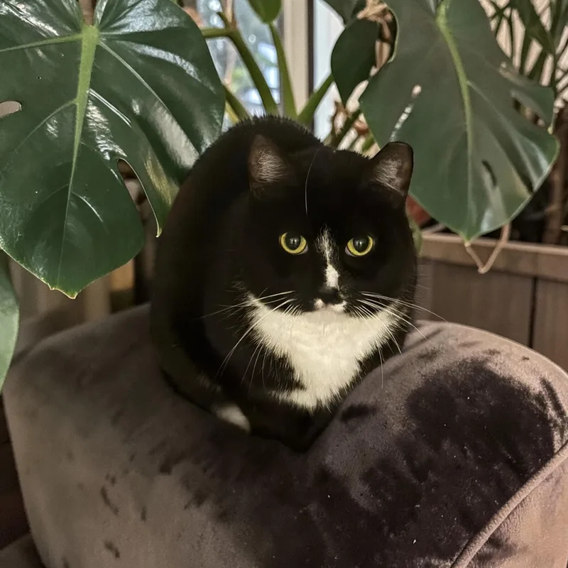 An adult medium-sized male Black & White / Tuxedo Domestic Short Hair cat named Hermi for adoption in Philadelphia, PA