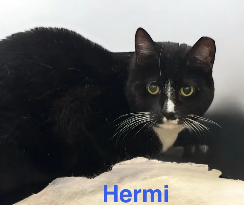 Hermi thumbnail 2