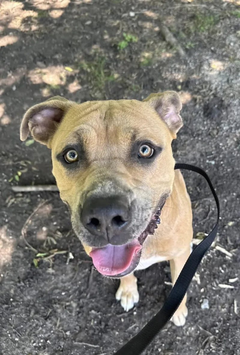 An adult large-sized male Pit Bull Terrier dog named Chucky for adoption in Sherman, TX
