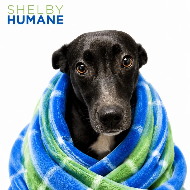 A young medium-sized female Black Mixed Breed dog named Mitochondira for adoption in Columbiana, AL