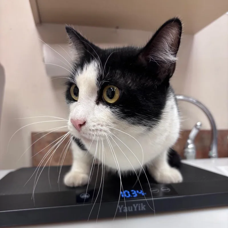 An adult large-sized male Domestic Short Hair cat named Mr. Big Guy for adoption in Santa Barbara, CA