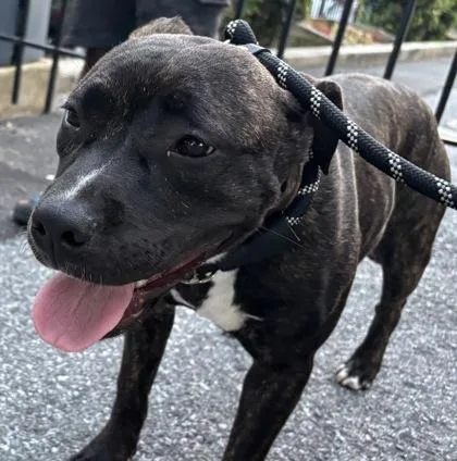 An adult medium-sized female Mixed Breed dog named Butterscotch for adoption in West Chester, PA