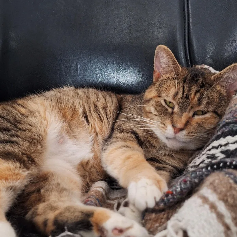An adult medium-sized female Calico Domestic Short Hair cat named Dorris for adoption in BUTLER, PA