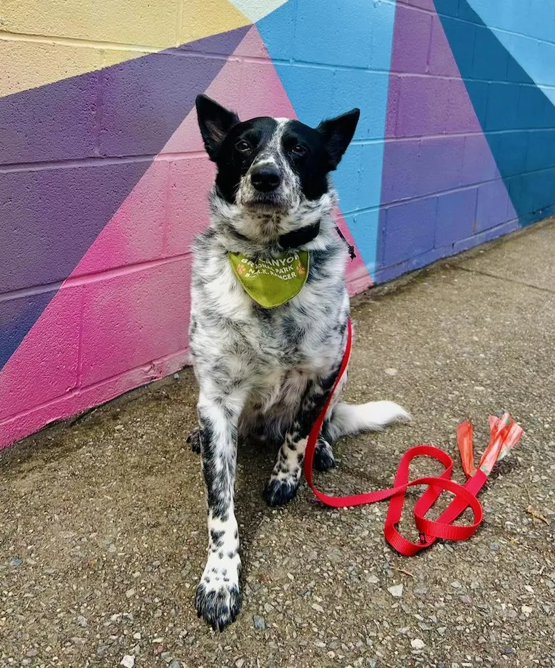 An adult medium-sized male White / Cream Australian Cattle Dog / Blue Heeler dog named Tofu for adoption in Amherst, MA
