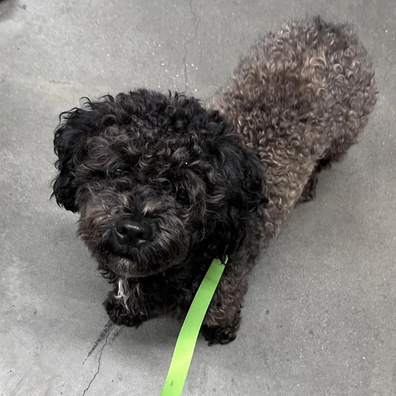 An adult small-sized male Brown / Chocolate Miniature Poodle dog named Brownie for adoption in Tampa, FL