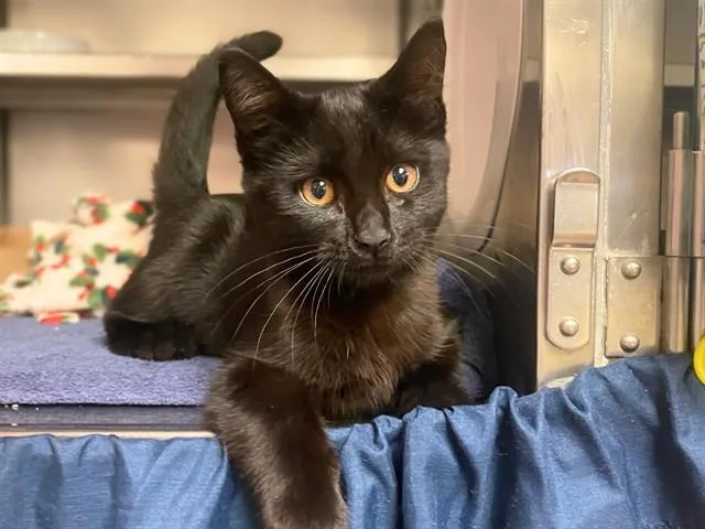 A baby small-sized male Domestic Short Hair cat named House Panther for adoption in Fort Wayne, IN