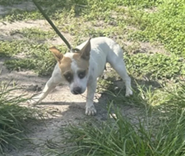 A young medium-sized female Chihuahua dog named A for adoption in Palmetto, FL