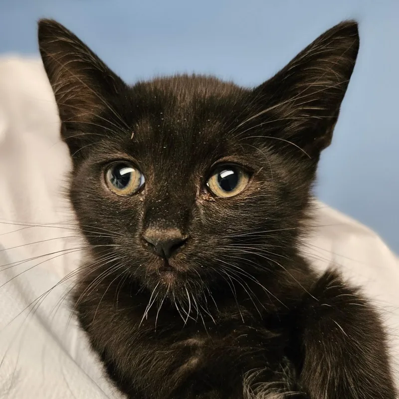 A baby small-sized male Black Domestic Medium Hair cat named Devin for adoption in Wantagh, NY