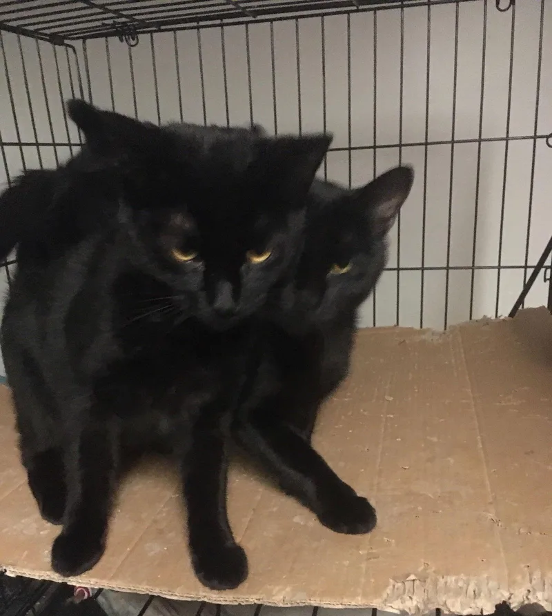 Julio Bonded With Bronnie thumbnail 2