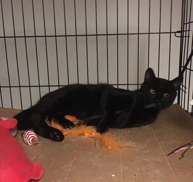 Julio Bonded With Bronnie thumbnail 3