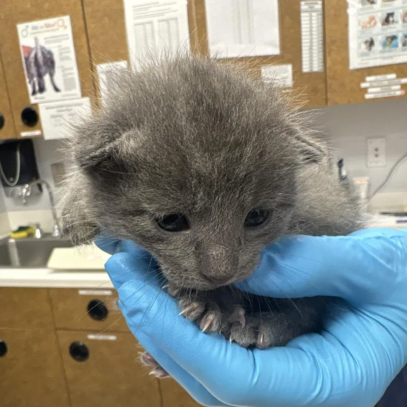 A baby small-sized female Gray / Blue / Silver Domestic Short Hair cat named EightBall for adoption in West Palm Beach, FL
