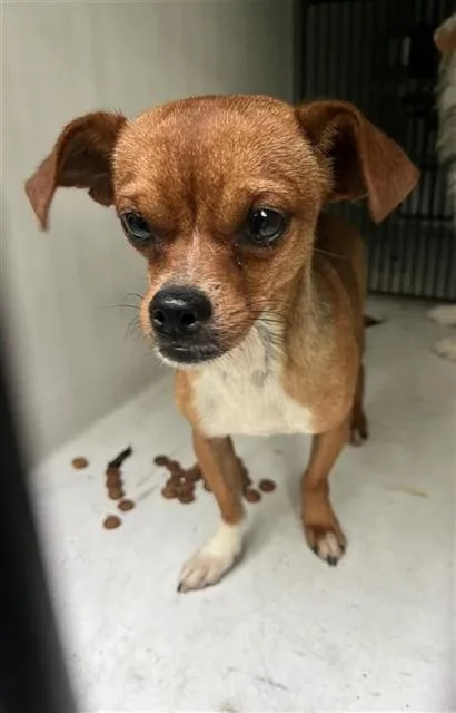 An adult medium-sized male Chihuahua dog named A for adoption in Houston, TX