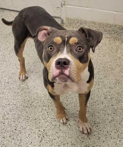 A young large-sized female Gray / Blue / Silver Pit Bull Terrier dog named Tallulah for adoption in Kansas City, MO