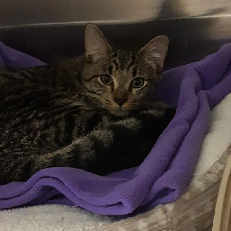 A young medium-sized female Brown / Chocolate Domestic Short Hair cat named Carnation for adoption in Spokane, WA