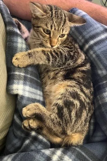 A baby small-sized male American Bobtail cat named Dean for adoption in Fayetteville, GA