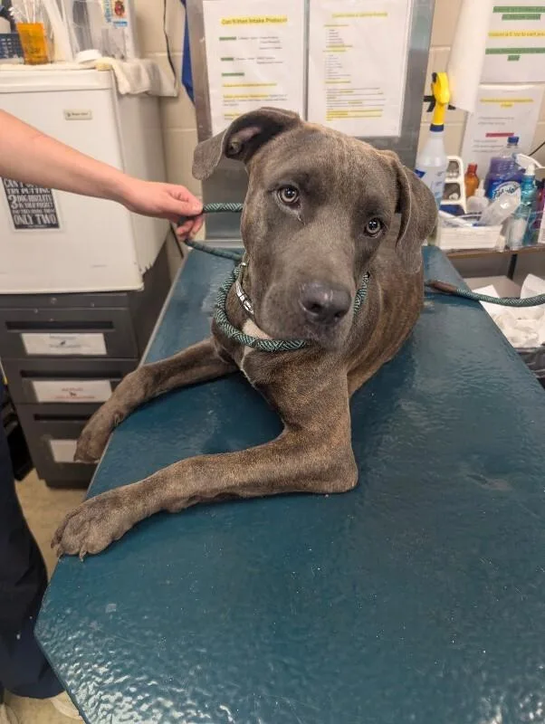 An adult medium-sized male Brindle Labrador Retriever dog named Artie for adoption in Mobile, AL
