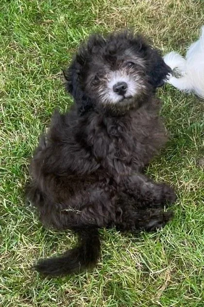 A baby small-sized male Mixed Breed dog named Alyssum for adoption in West Chester, PA