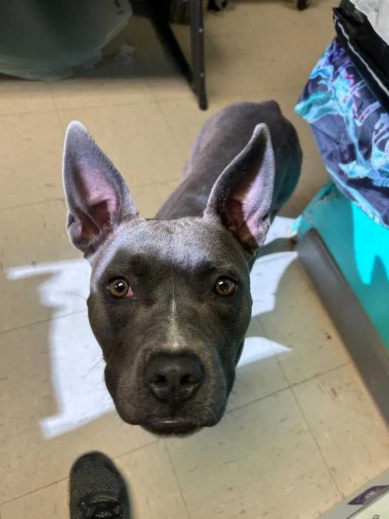 A young medium-sized female Pit Bull Terrier dog named Pearl for adoption in Morgantown, KY