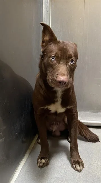 A young medium-sized male Border Collie dog named Rowdy for adoption in Modesto, CA