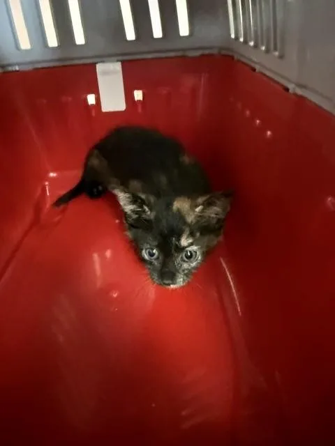 An adult small-sized female Domestic Short Hair cat named Tilly for adoption in Fort Walton Beach, FL
