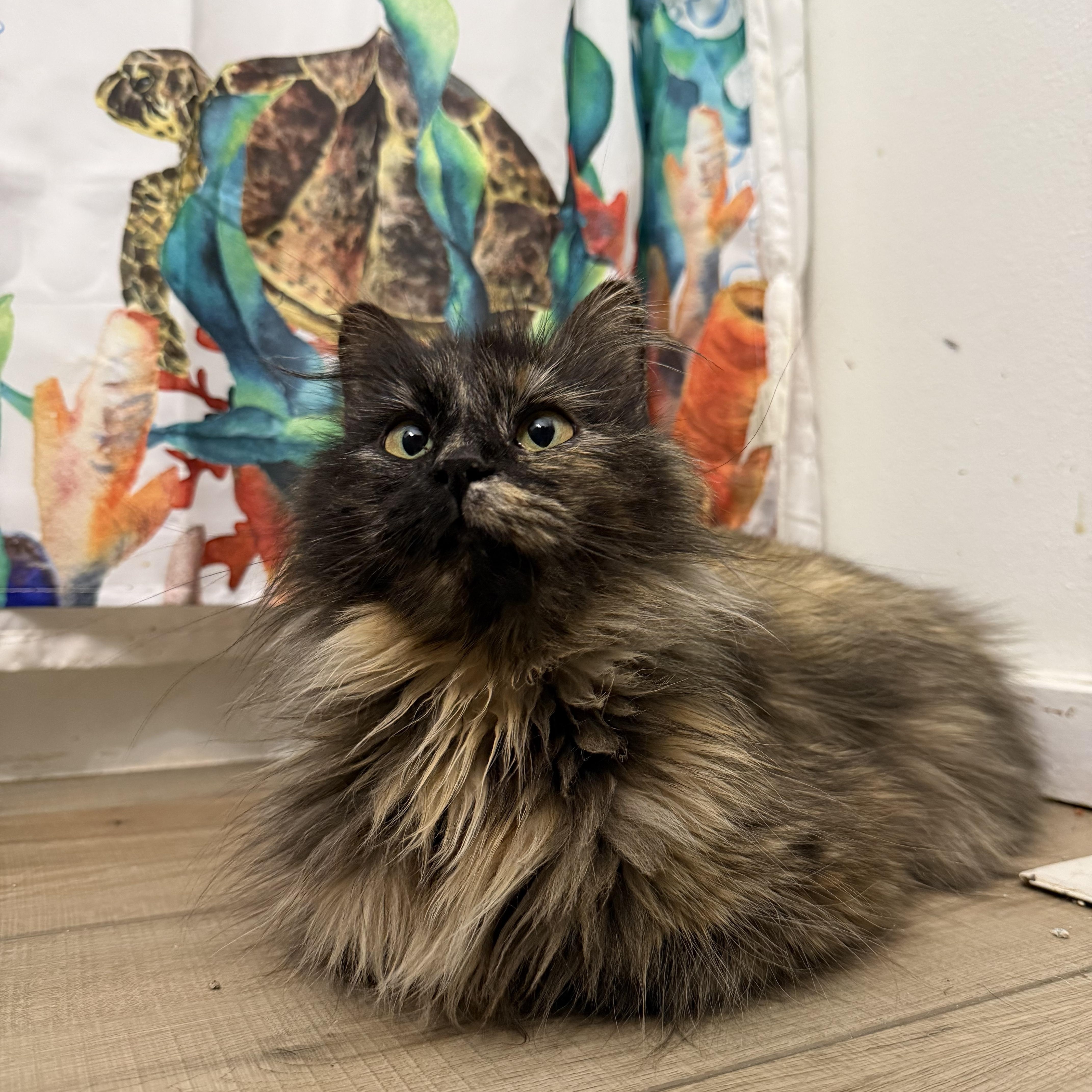 An adult medium-sized female Domestic Long Hair cat named Luna for adoption in Lone rock, WI