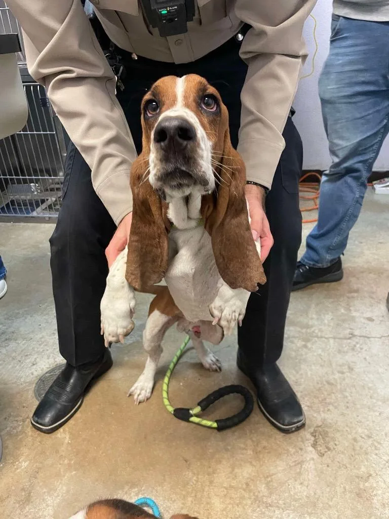 A young medium-sized male Basset Hound dog named Mutt Damon for adoption in New Braunfels, TX