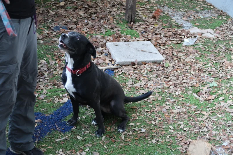 An adult medium-sized female Black Labrador Retriever dog named Minky Perfect. Just Perfect for adoption in St. Petersburg, FL