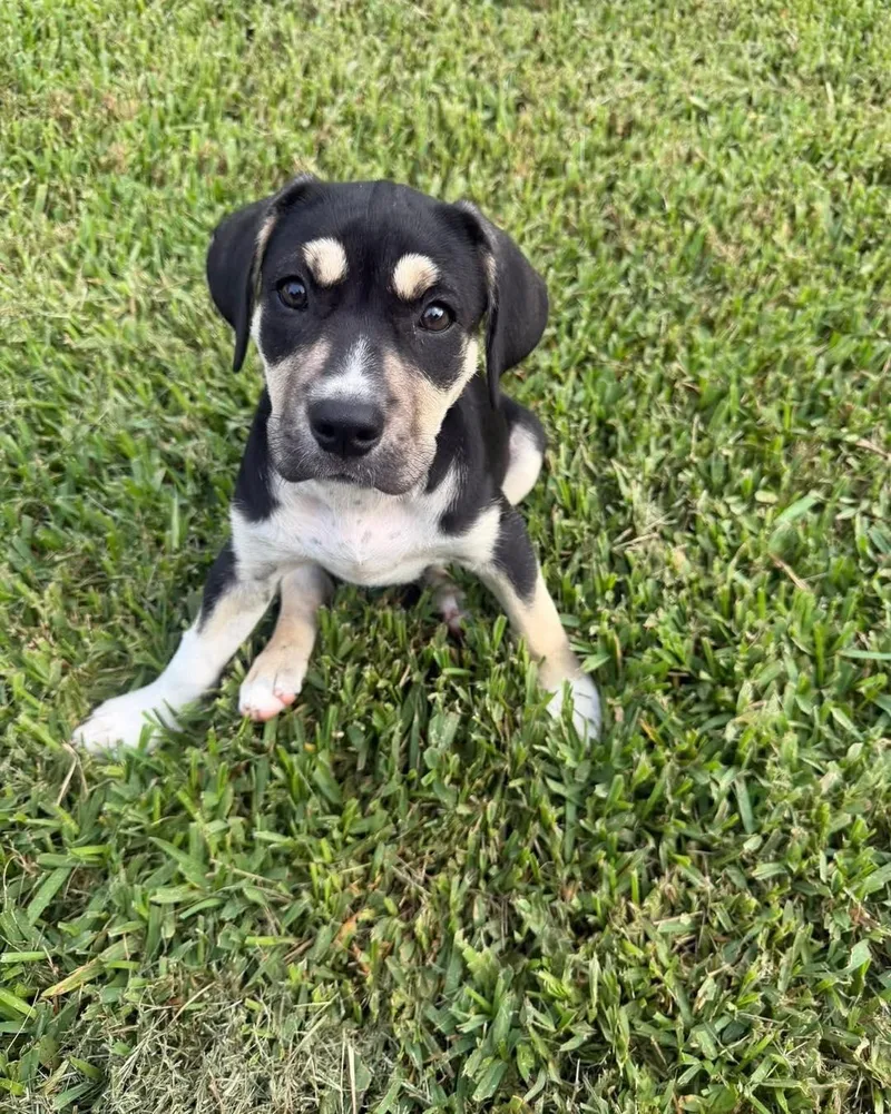 A baby medium-sized female Labrador Retriever dog named Dora for adoption in Saint Petersburg, FL