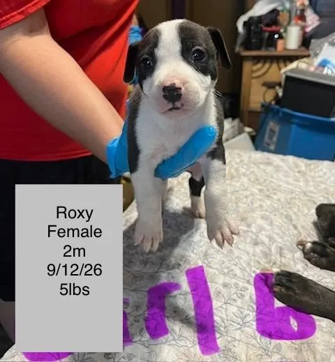 A baby small-sized female American Staffordshire Terrier dog named Roxy for adoption in Welling, OK